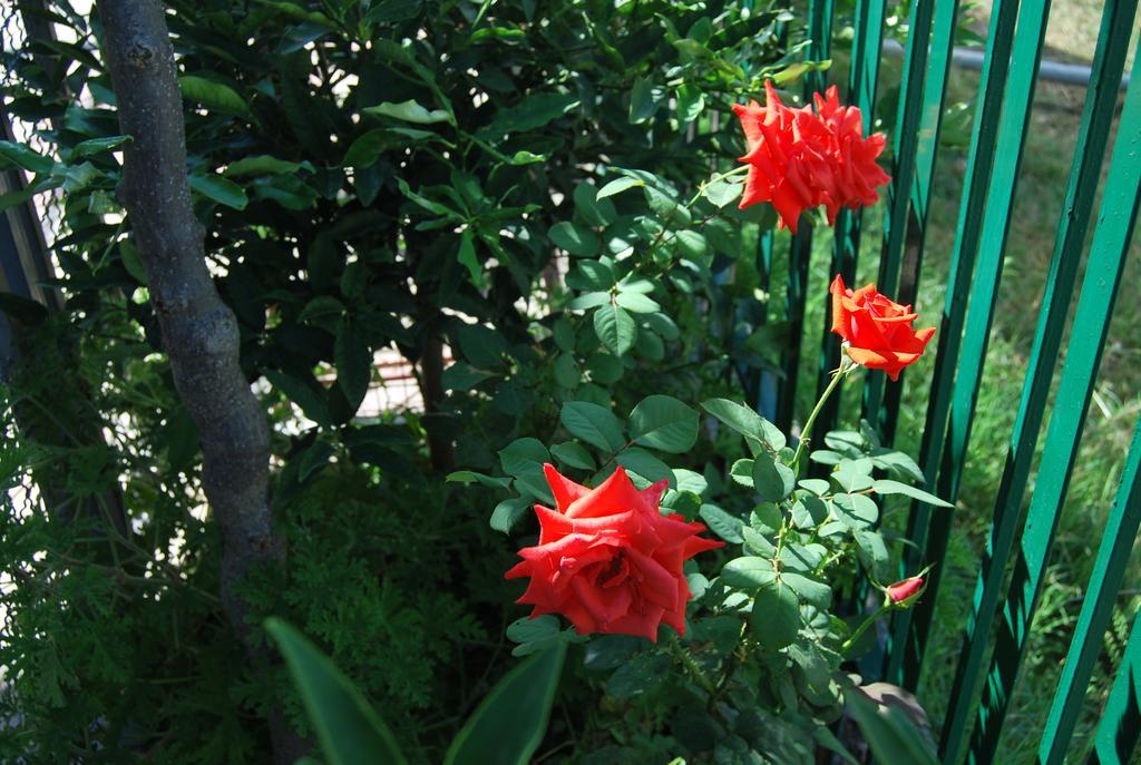 H And H Guesthouse Velipojë Esterno foto